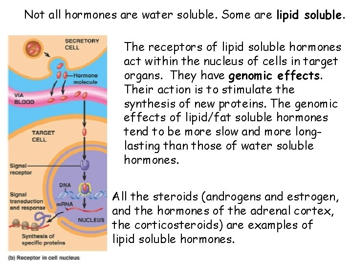 Not all hormones are water soluble. Some are lipid soluble. The receptors of lipid