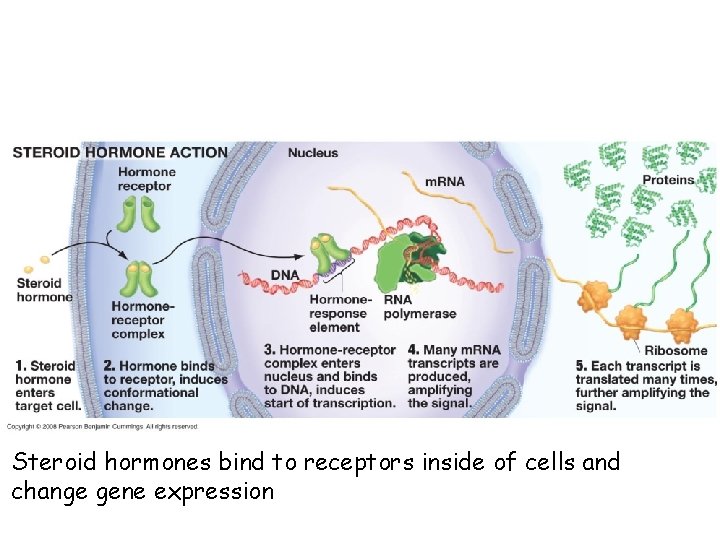 Steroid hormones bind to receptors inside of cells and change gene expression 