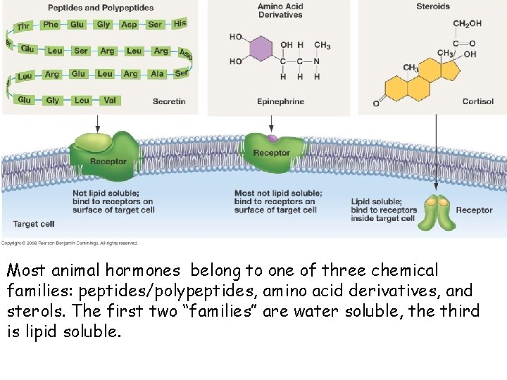 Most animal hormones belong to one of three chemical families: peptides/polypeptides, amino acid derivatives,