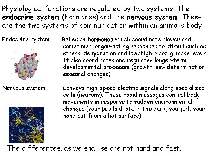 Physiological functions are regulated by two systems: The endocrine system (hormones) and the nervous