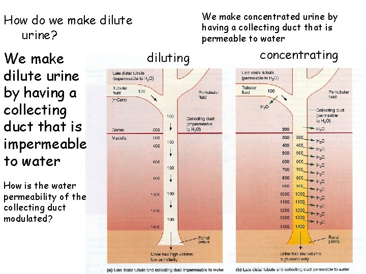 We make concentrated urine by having a collecting duct that is permeable to water