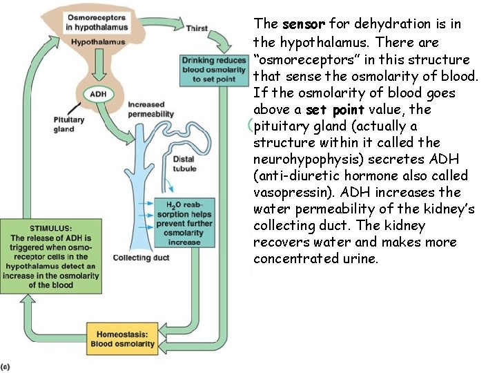 The sensor for dehydration is in the hypothalamus. There are “osmoreceptors” in this structure