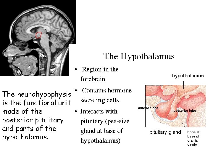 The neurohypophysis is the functional unit made of the posterior pituitary and parts of