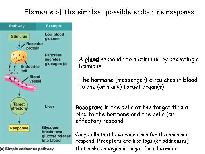 Elements of the simplest possible endocrine response A gland responds to a stimulus by