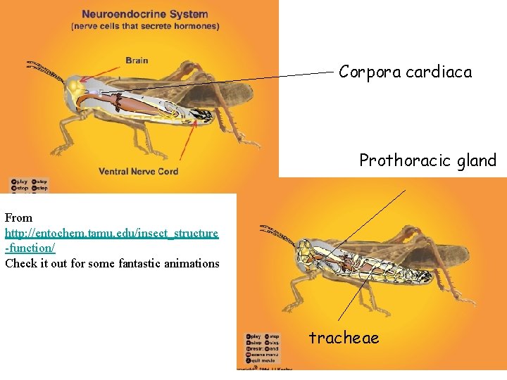 Corpora cardiaca Prothoracic gland From http: //entochem. tamu. edu/insect_structure -function/ Check it out for