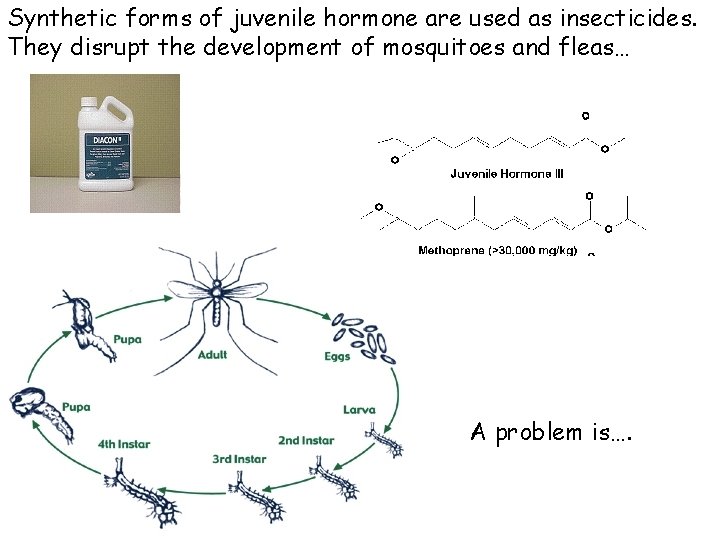 Synthetic forms of juvenile hormone are used as insecticides. They disrupt the development of