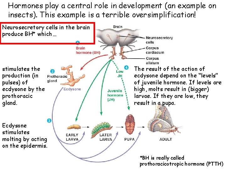 Hormones play a central role in development (an example on insects). This example is