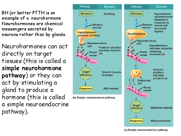 BH (or better PTTH is an example of a neurohormone. Neurohormones are chemical messengers