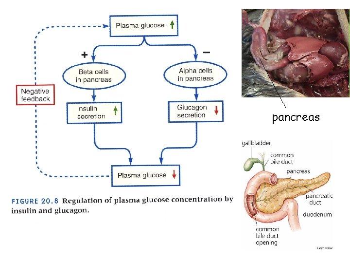 pancreas 