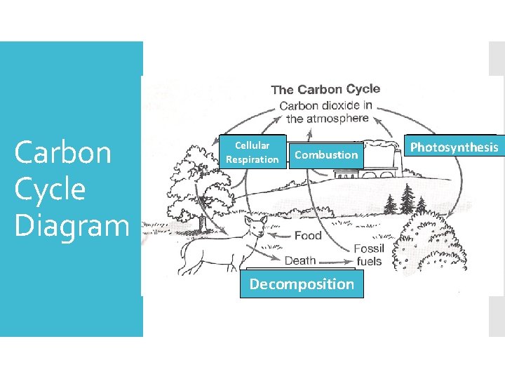 Carbon Cycle Diagram Cellular Respiration Combustion Decomposition Photosynthesis 