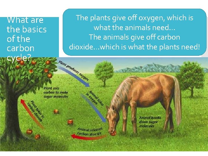 What are the basics of the carbon cycle? Simple picture The plants give off