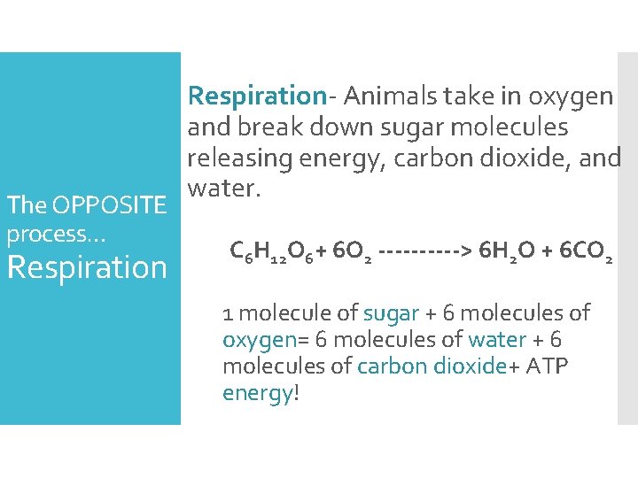 The OPPOSITE process… Respiration- Animals take in oxygen and break down sugar molecules releasing