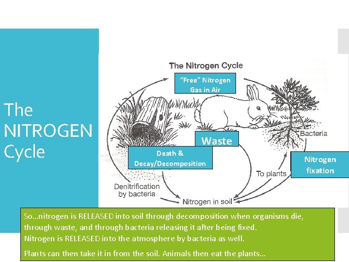 “Free” Nitrogen Gas in Air The NITROGEN Cycle Waste Death & Decay/Decomposition Nitrogen fixation