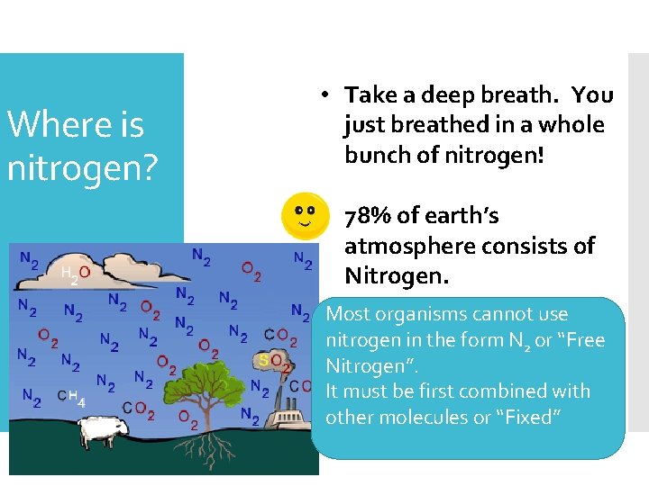 Where is nitrogen? • Take a deep breath. You just breathed in a whole