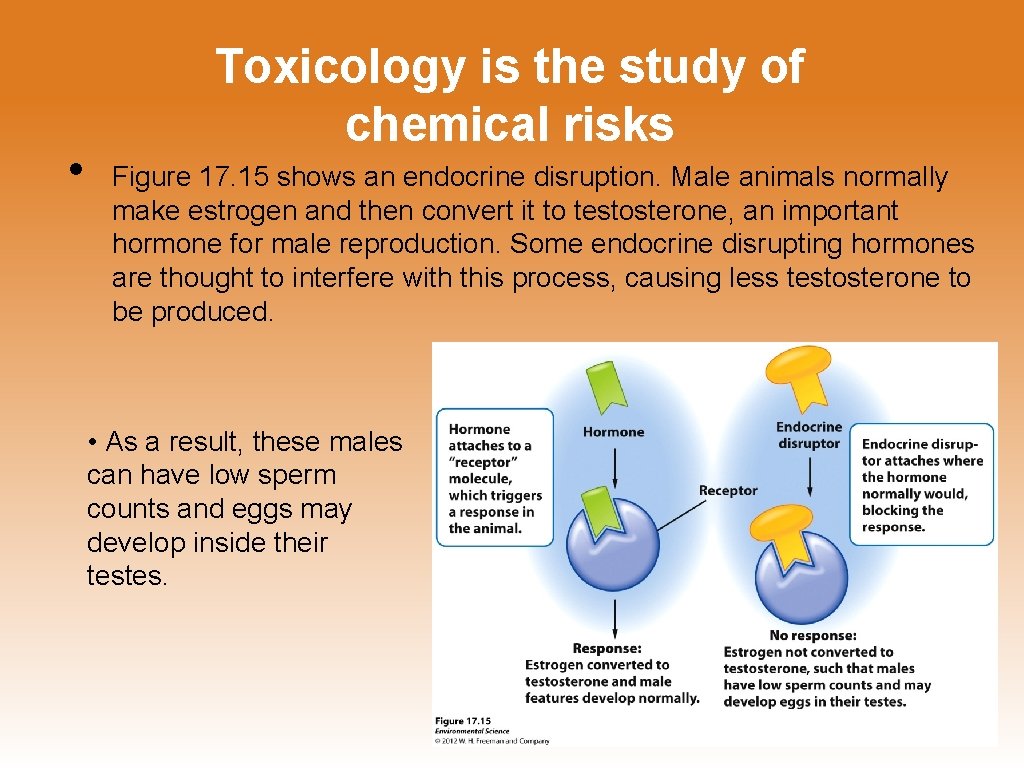 • Toxicology is the study of chemical risks Figure 17. 15 shows an