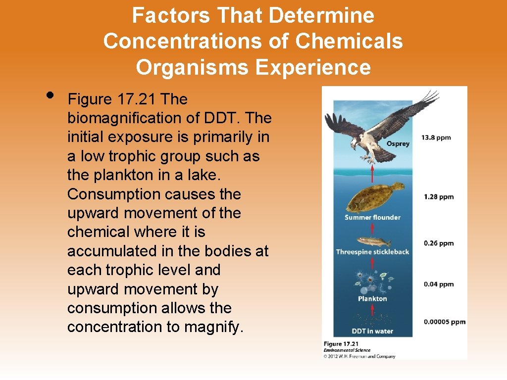 Factors That Determine Concentrations of Chemicals Organisms Experience • Figure 17. 21 The biomagnification