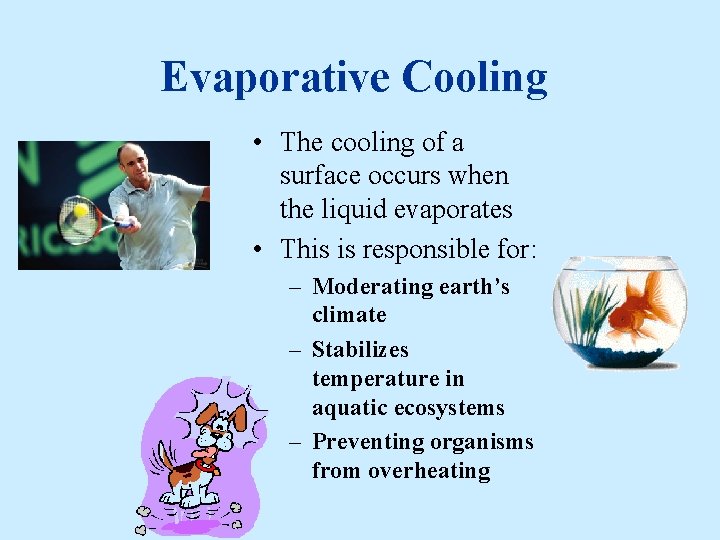 Evaporative Cooling • The cooling of a surface occurs when the liquid evaporates •