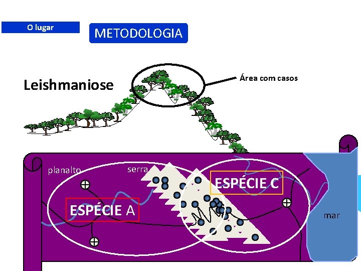 O lugar METODOLOGIA Área com casos Leishmaniose planalto serra ESPÉCIE A ESPÉCIE C mar