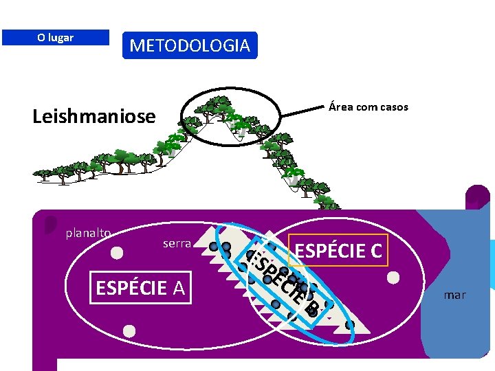 O lugar METODOLOGIA Área com casos Leishmaniose planalto serra ESPÉCIE A ES PÉ ESPÉCIE