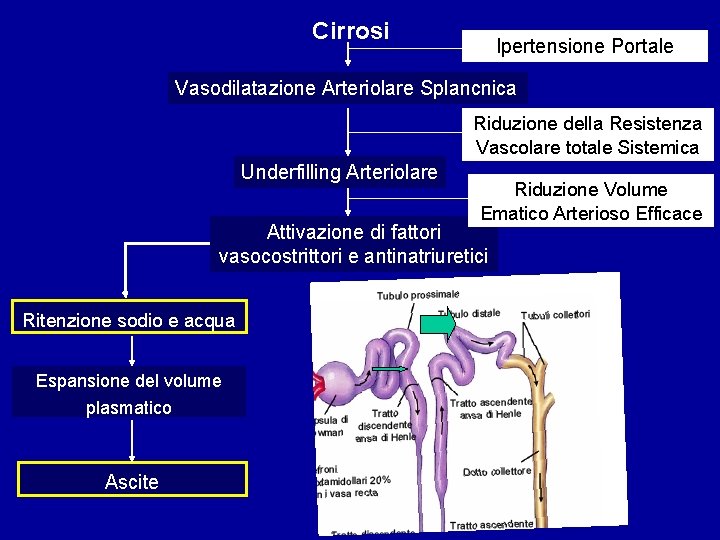 Cirrosi Ipertensione Portale Vasodilatazione Arteriolare Splancnica Riduzione della Resistenza Vascolare totale Sistemica Underfilling Arteriolare