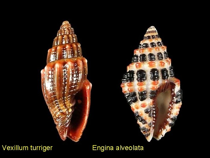 Vexillum turriger Engina alveolata 