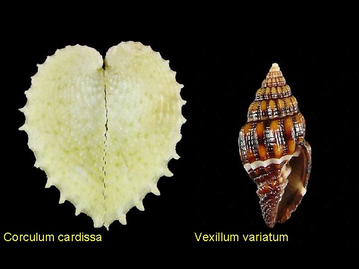 Corculum cardissa Vexillum variatum 
