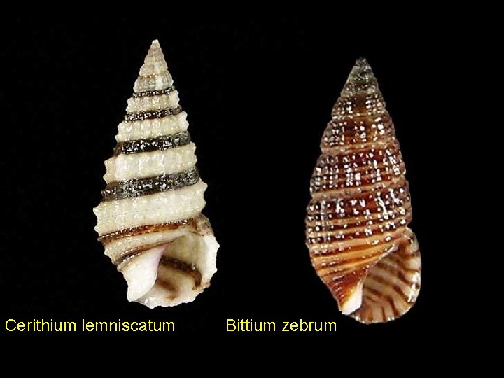 Cerithium lemniscatum Bittium zebrum 