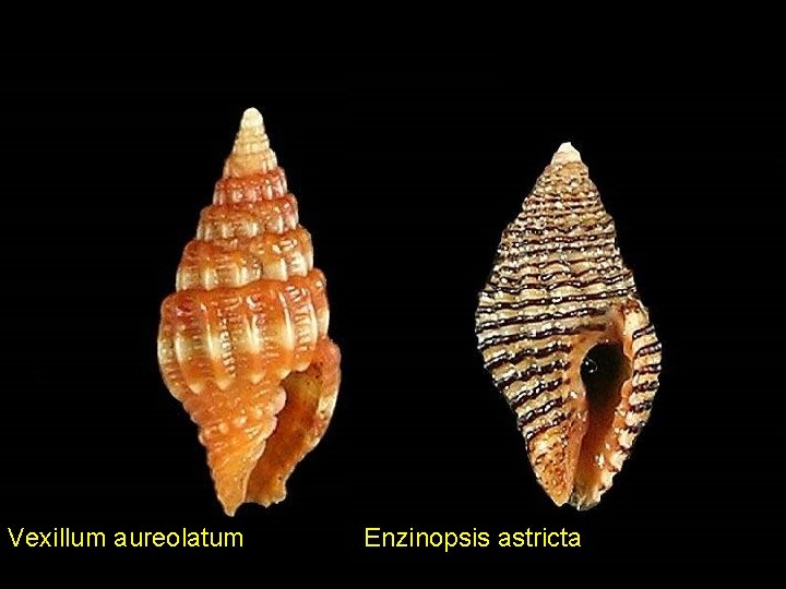 Vexillum aureolatum Enzinopsis astricta 