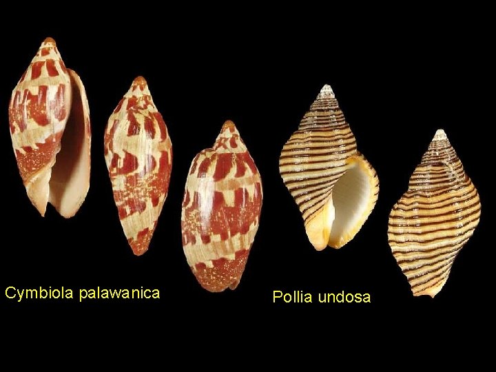 Cymbiola palawanica Pollia undosa 