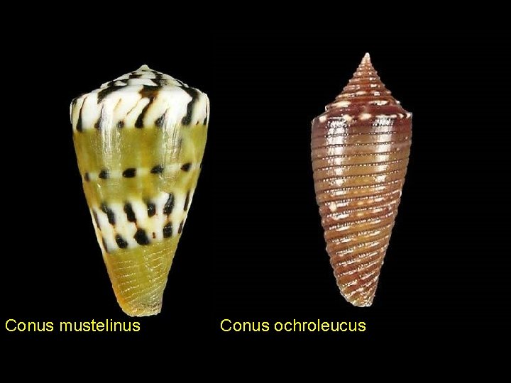 Conus mustelinus Conus ochroleucus 