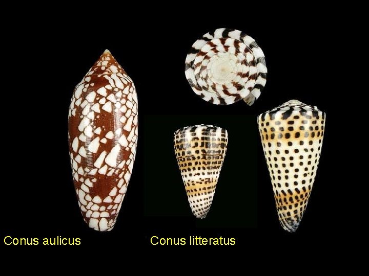 Conus aulicus Conus litteratus 