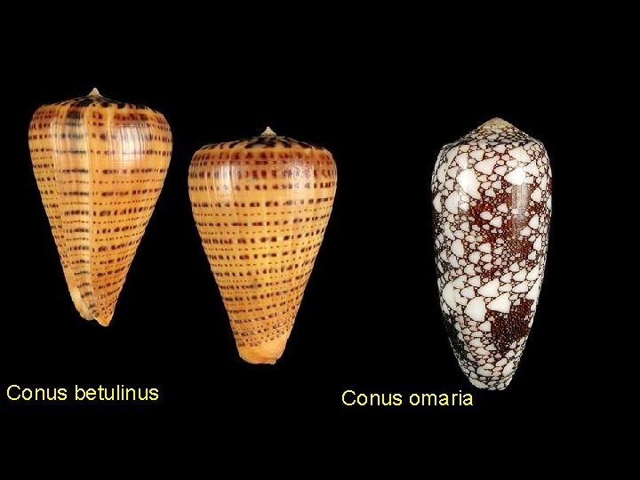Conus betulinus Conus omaria 