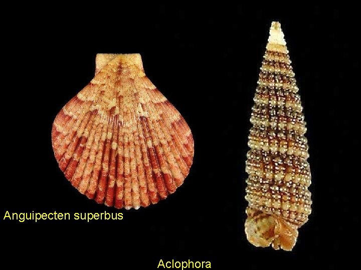 Anguipecten superbus Aclophora 