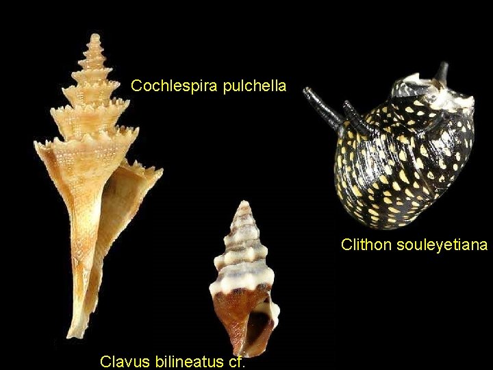 Cochlespira pulchella Clithon souleyetiana Clavus bilineatus cf. 