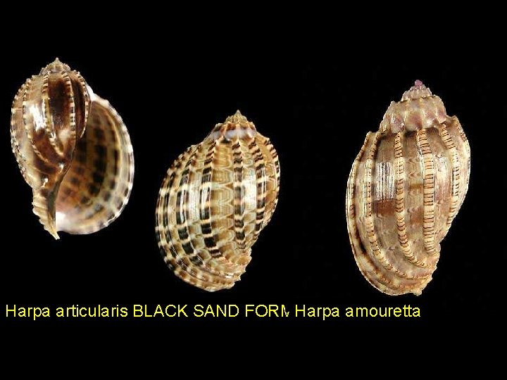 Harpa articularis BLACK SAND FORMHarpa amouretta 