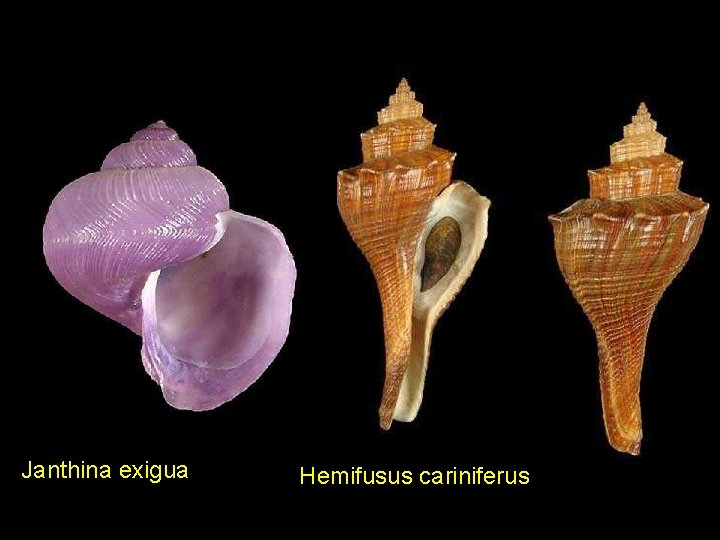 Janthina exigua Hemifusus cariniferus 