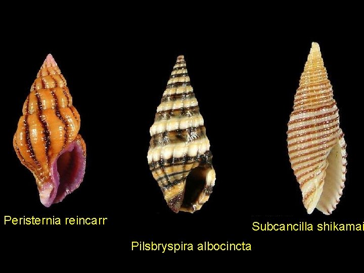 Peristernia reincarnata Subcancilla shikamai Pilsbryspira albocincta 
