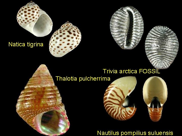 Natica tigrina Trivia arctica FOSSIL Thalotia pulcherrima Nautilus pompilius suluensis 