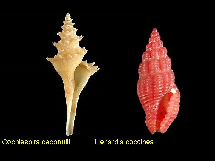 Cochlespira cedonulli Lienardia coccinea 