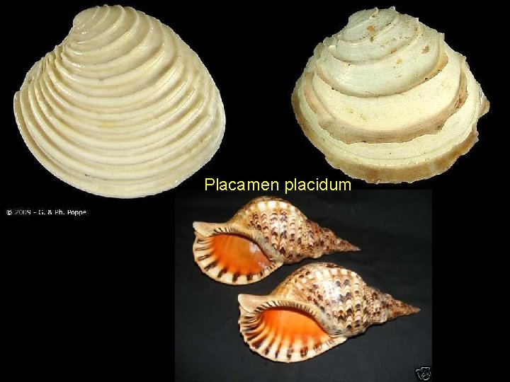 Placamen placidum 