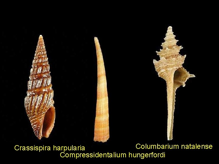 Columbarium natalense Crassispira harpularia Compressidentalium hungerfordi 