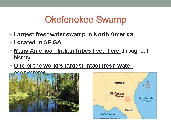 Okefenokee Swamp • Largest freshwater swamp in North America • Located in SE GA