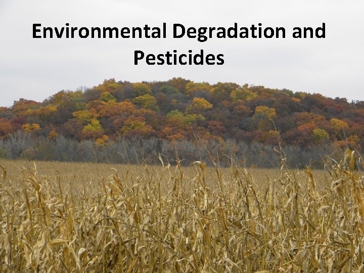 Environmental Degradation and Pesticides 