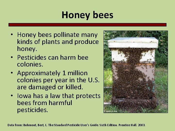 Honey bees • Honey bees pollinate many kinds of plants and produce honey. •