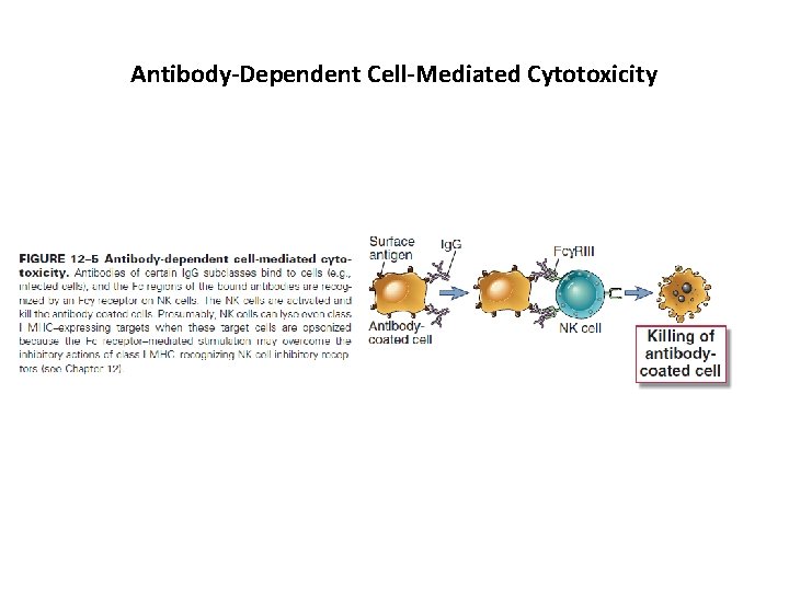 Antibody-Dependent Cell-Mediated Cytotoxicity 