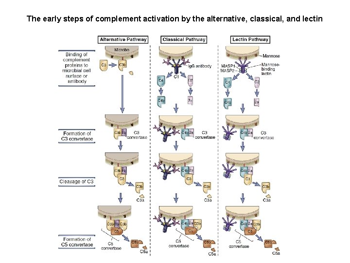 The early steps of complement activation by the alternative, classical, and lectin pathways 