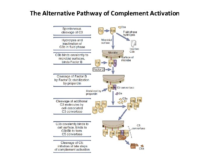The Alternative Pathway of Complement Activation 