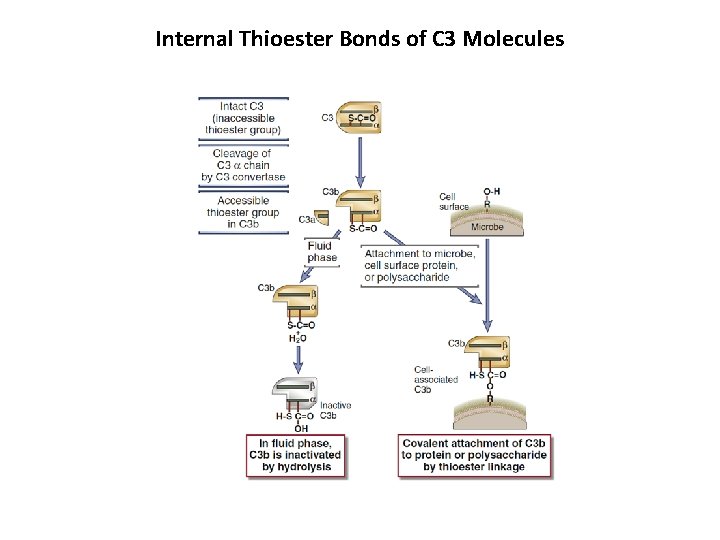 Internal Thioester Bonds of C 3 Molecules 