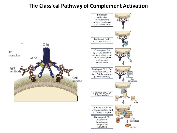The Classical Pathway of Complement Activation 