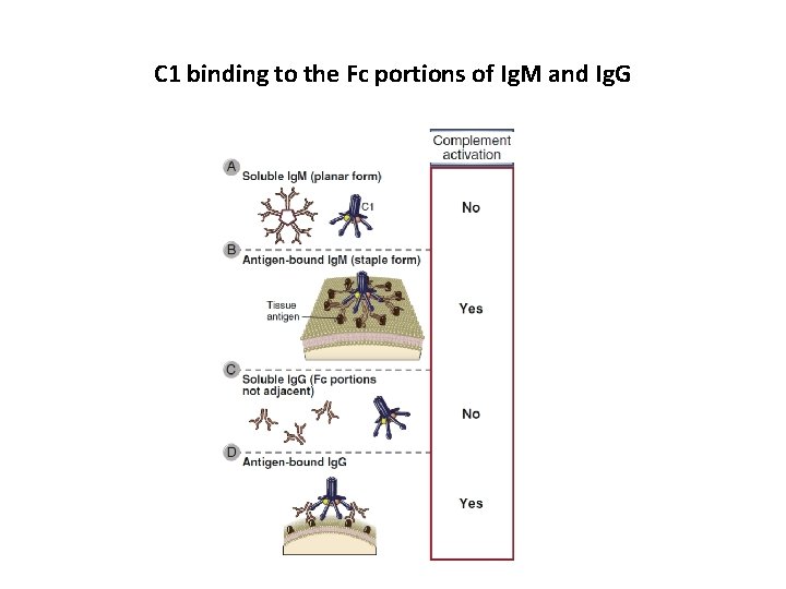 C 1 binding to the Fc portions of Ig. M and Ig. G 